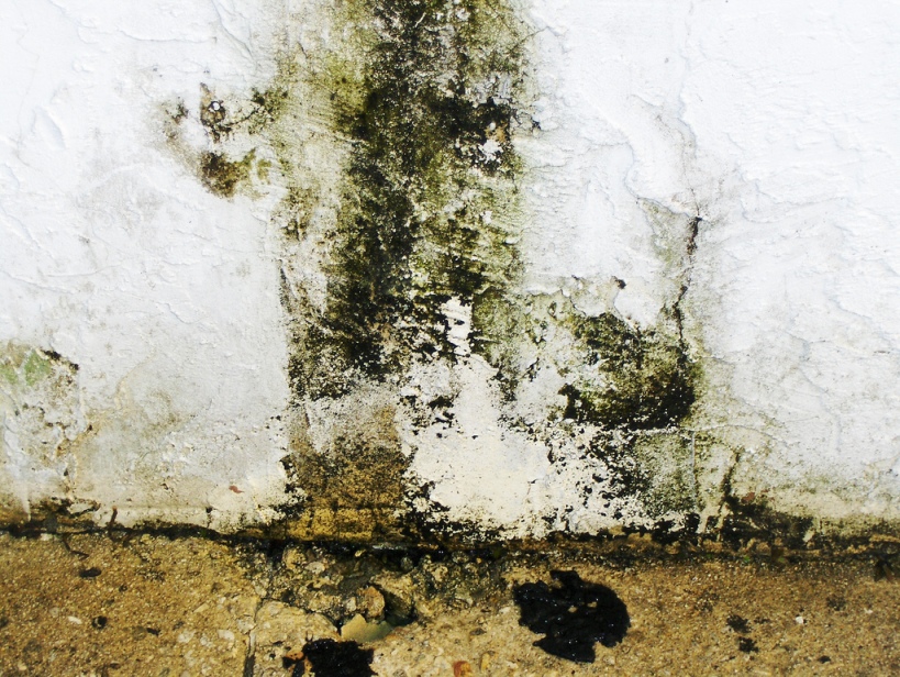 Mold Prevention Tips Construction Practices that Help Prevent Mold