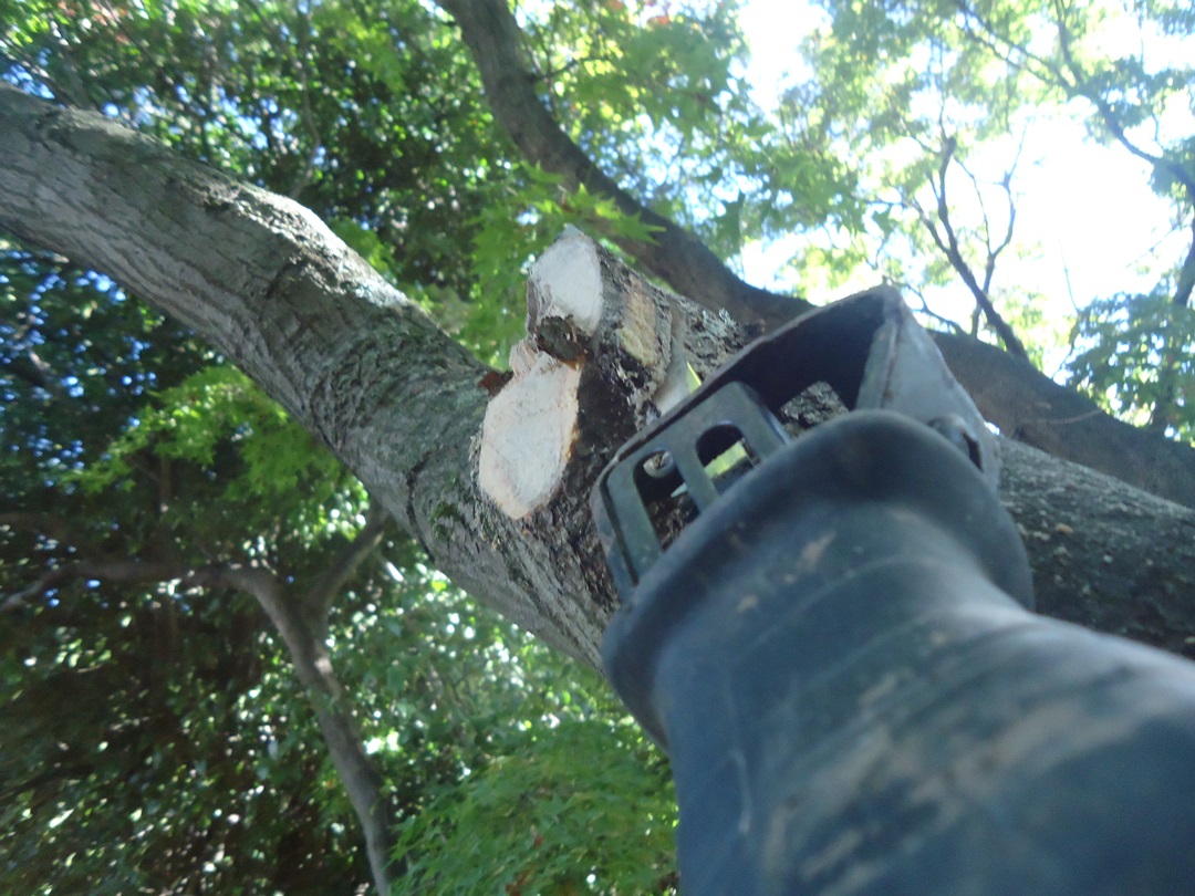 How to Trim a Tree Branch DIY Home Improvement Essential Skills
