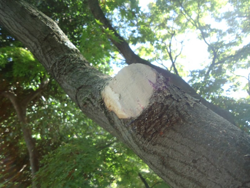 How to Trim a Tree Branch DIY Home Improvement Essential Skills