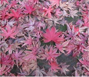 Autumn Leaves via My Soulful Home