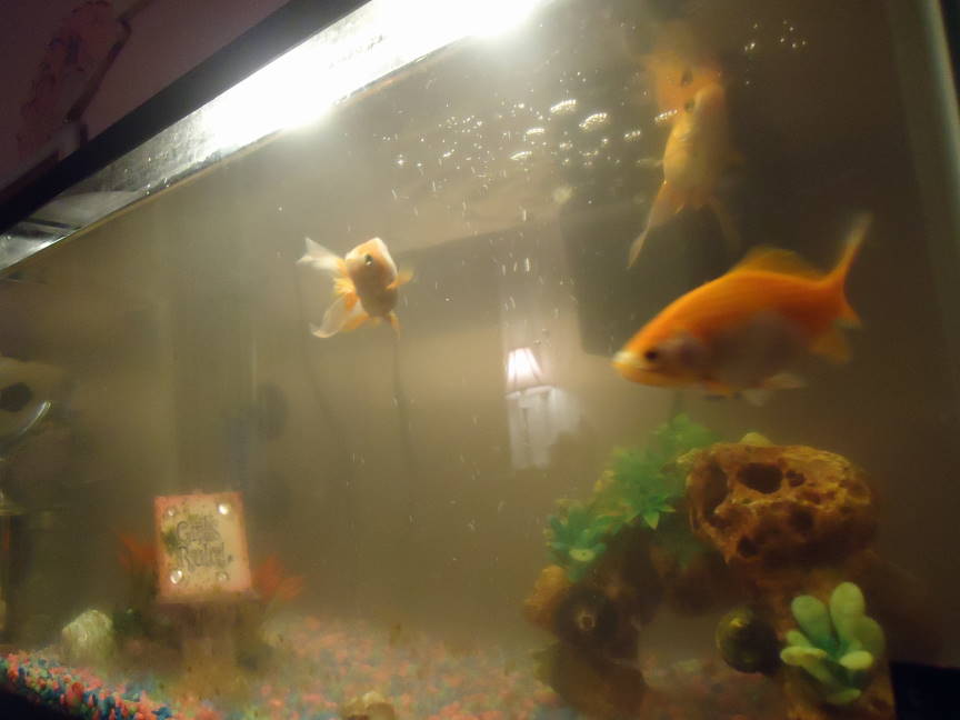 Goldfish Dirty Fish Tank